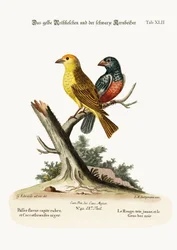 The Yellow Red-pole, and the Black Gros-beak, 1749-73